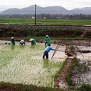 Rijstveld in Vietnam